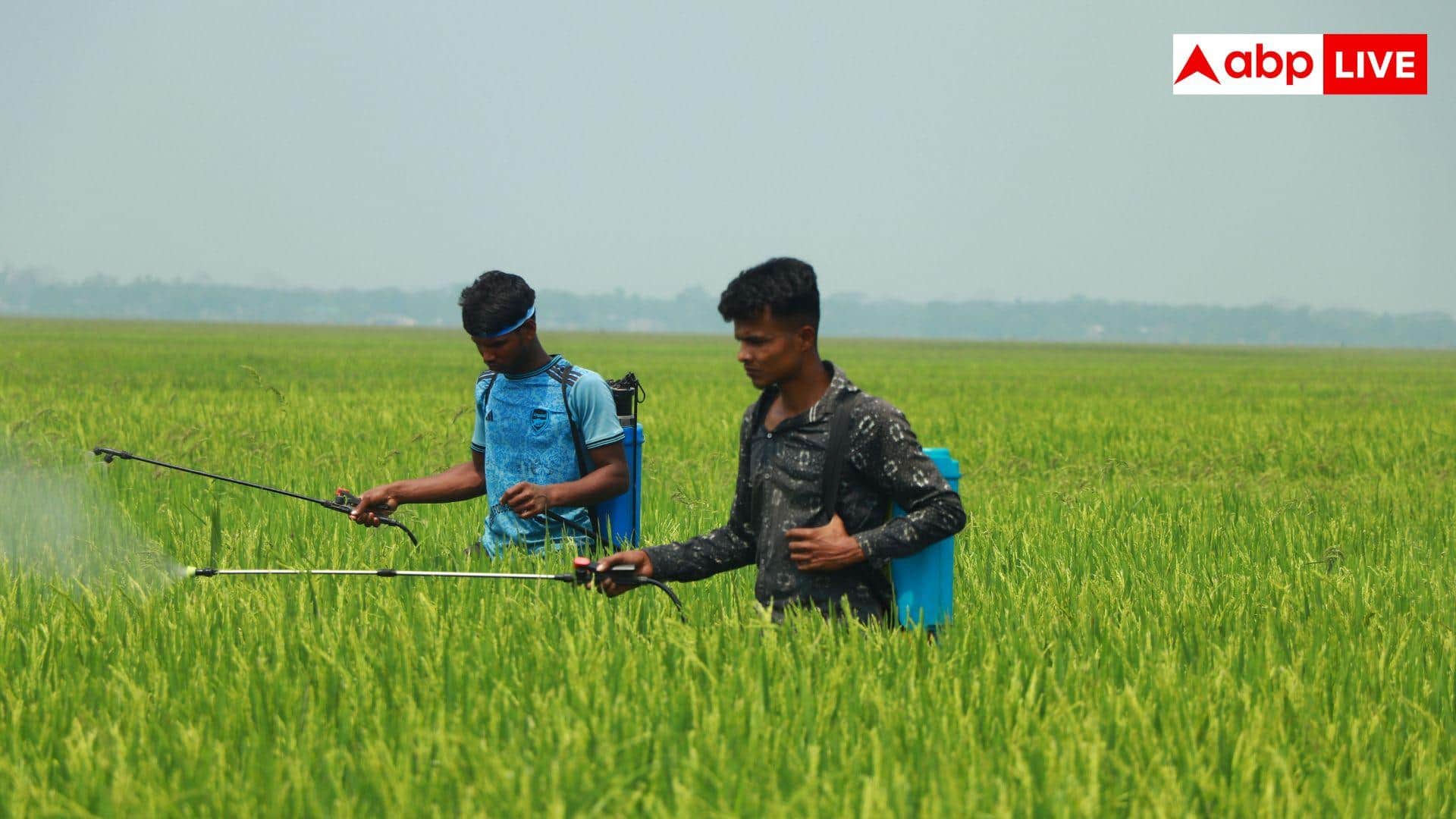 Paddy farming spray: चावल के चमकीले दानों के लिए धान में करें ये स्प्रे, फिर देखें जादू