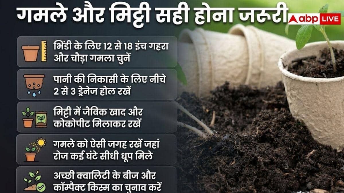गमले में भिंडी उगानी है तो इन बातों का रखें ध्यान