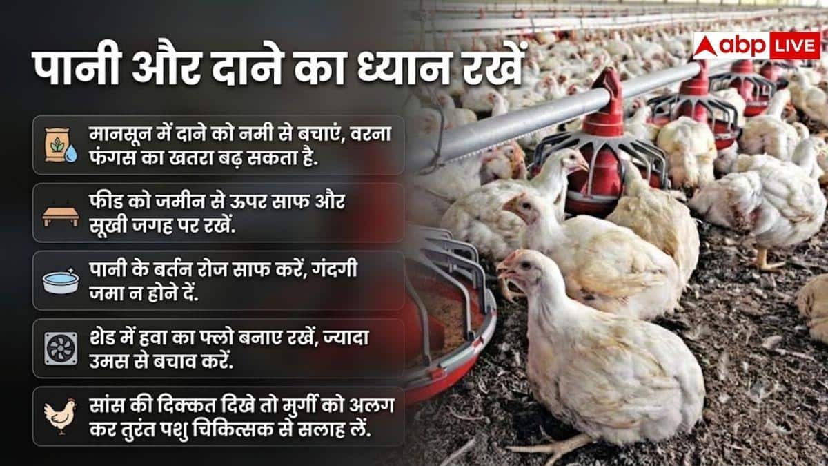 मानसून में मुर्गी फार्मिंग में ये आती है चुनौतियां, इन बातों का रखें ख्याल