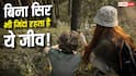 Insect Without Head : बिना सिर के हफ्तों जिंदा रह सकता है यह जीव, मौत भी मान लेती है हार!