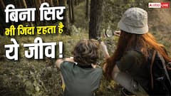 बिना सिर के हफ्तों जिंदा रह सकता है यह जीव, मौत भी मान लेती है हार!