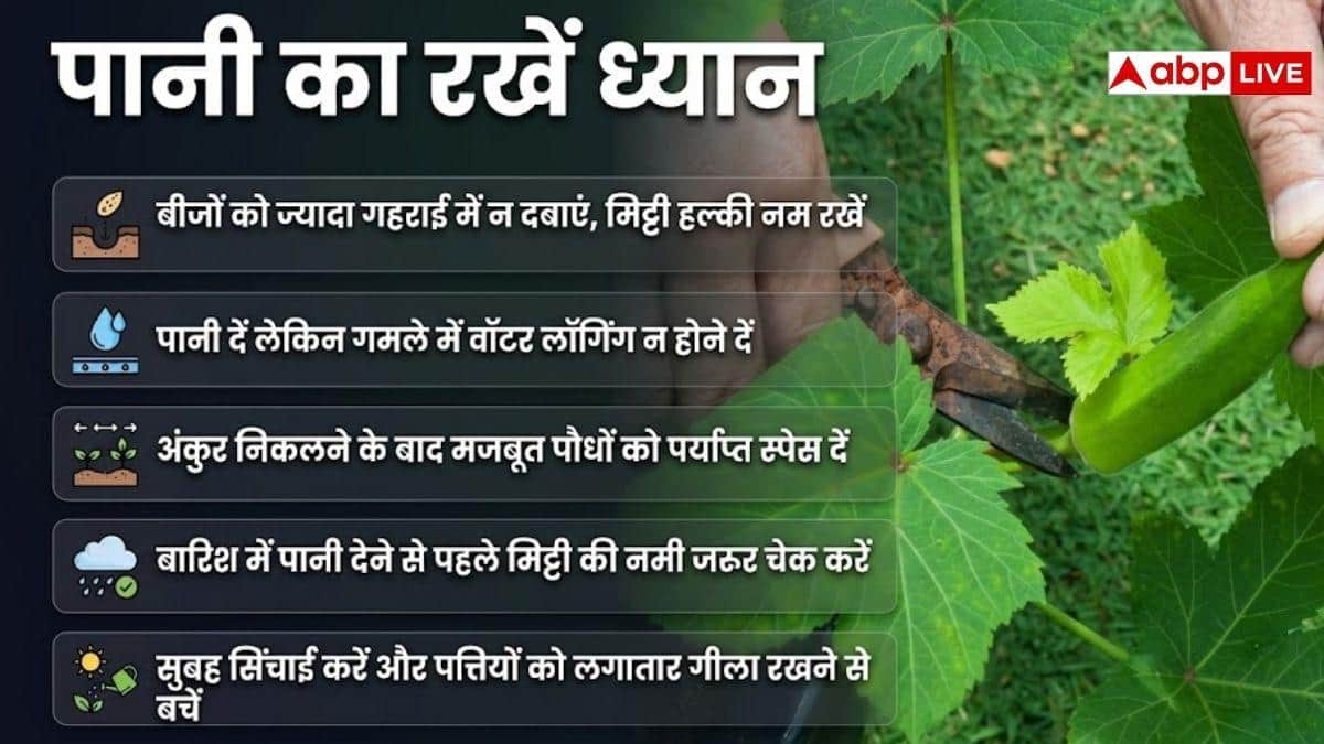 गमले में भिंडी उगानी है तो इन बातों का रखें ध्यान
