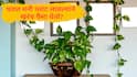 Money Plant : घरात 'मनी प्लांट' लावल्याने खरंच पैसा येतो का? जाणून घ्या वास्तू अन् विज्ञानातील सत्य