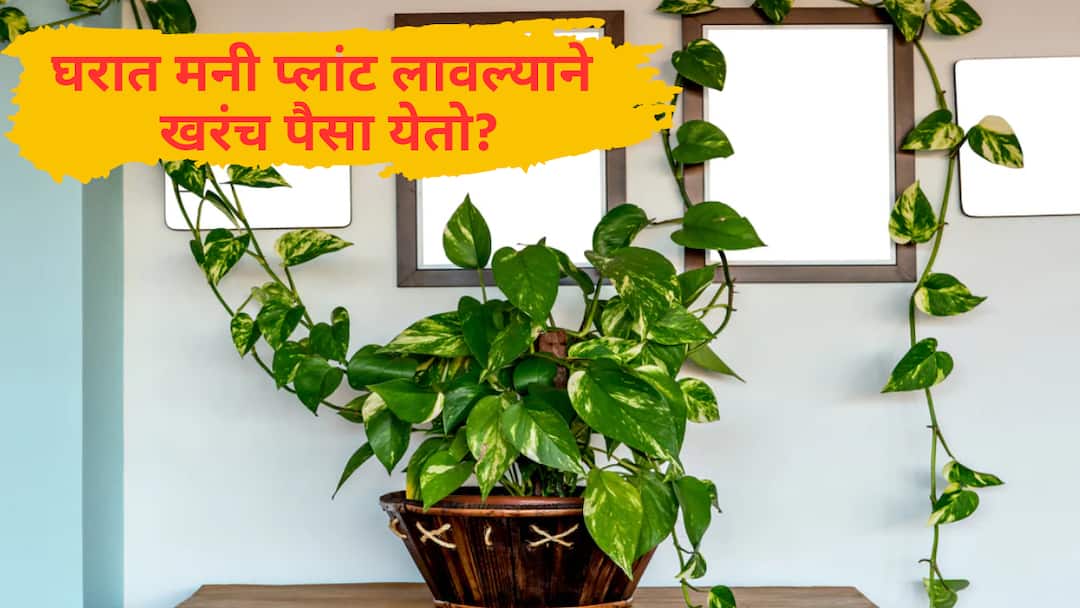 मनी प्लांटमुळे खरंच श्रीमंती येते? वास्तू आणि विज्ञानाचं सत्य