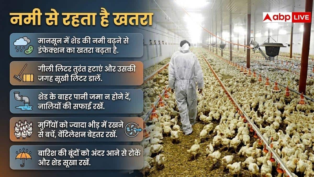 मानसून में मुर्गी फार्मिंग में ये आती है चुनौतियां, इन बातों का रखें ख्याल