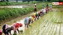 Agriculture: કેન્દ્ર સરકારે ગુજરાતના ખેડૂતો માટે 224 કરોડ ફાળવ્યા, કૃષિ યાંત્રીકીકરણ અને સિંચાઈને મળશે વેગ