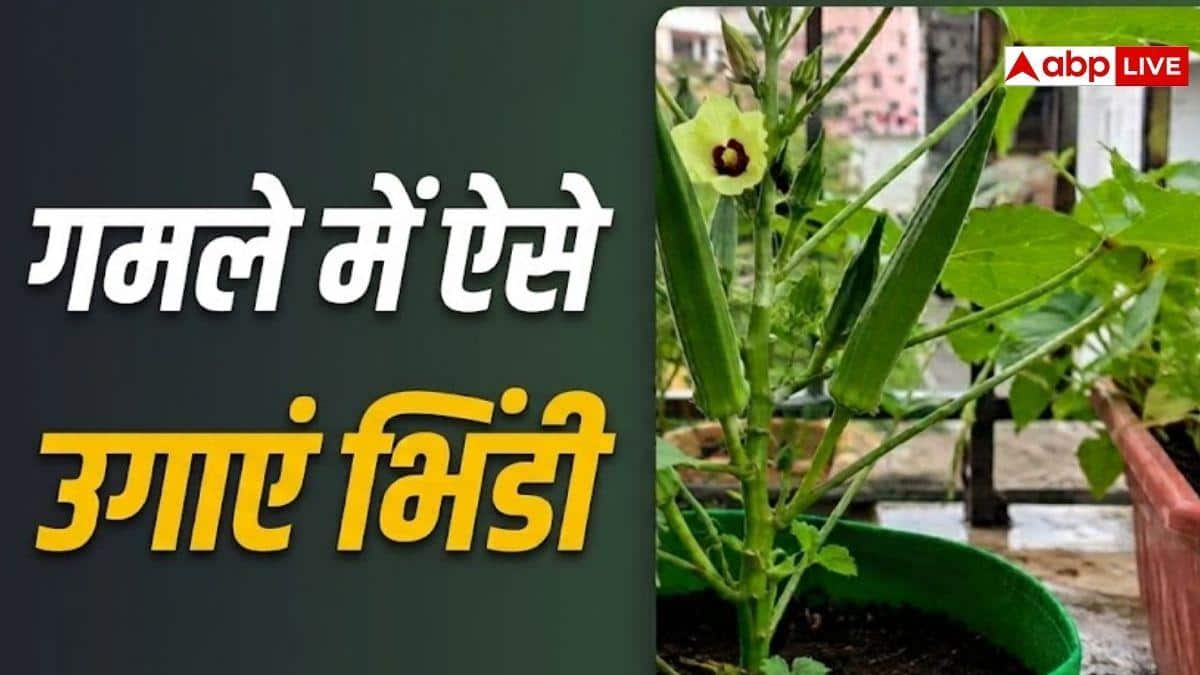 गमले में भिंडी उगानी है तो इन बातों का रखें ध्यान