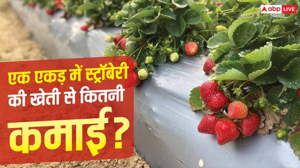 एक एकड़ में स्ट्रॉबेरी से कितना कमा सकते हैं किसान?
