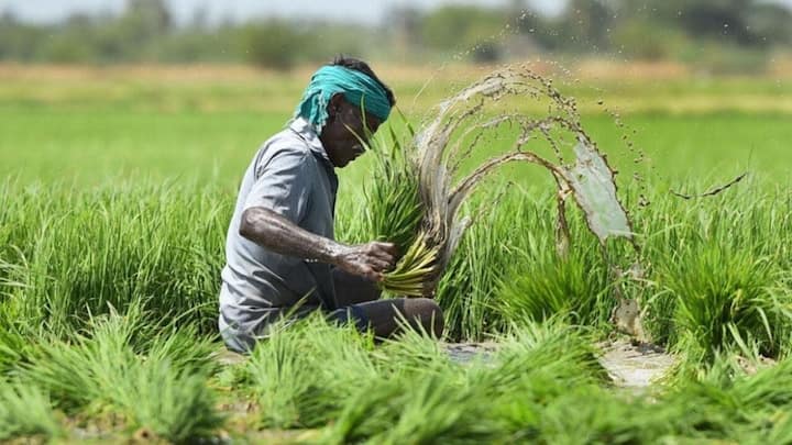 आवेदन करने के बाद बीमा कंपनी और कृषि विभाग के अधिकारियों की एक संयुक्त टीम आपके खेत का मुआयना करने आती है. यह सर्वे टीम मौके पर जाकर देखती है कि फसल को कितने प्रतिशत नुकसान पहुंचा है. अधिकारी अपनी रिपोर्ट में नुकसान का पूरा आकलन दर्ज करते हैं और इसी सर्वे रिपोर्ट के आधार पर आपके मुआवजे की अंतिम रकम तय की जाती है.