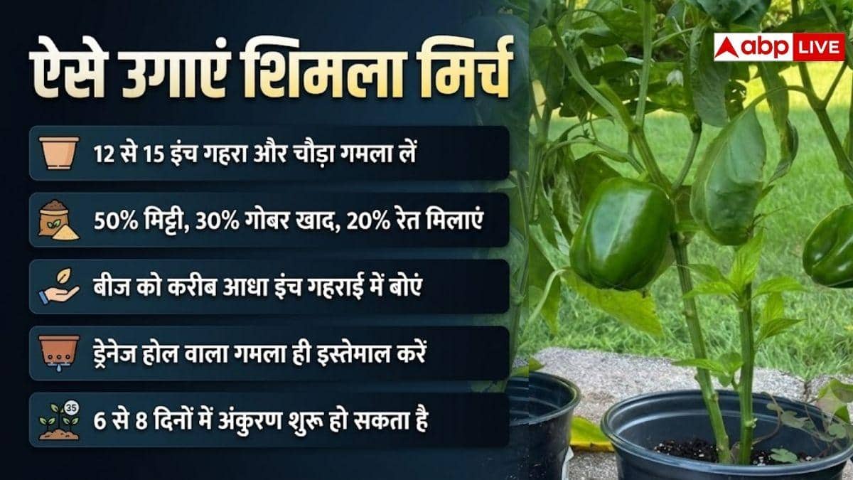 घर पर भी उगा सकते हैं शिमला मिर्च में, जानें तरीका