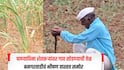 पावसाची दांडी, पाण्याअभावी पिकं लागली करपू, बनगरवाडीतील शेतकऱ्यांवर गाव सोडण्याची वेळ, ग्रामविकासमंत्र्यांच्या मतदारसंघातात भीषण वास्तव  