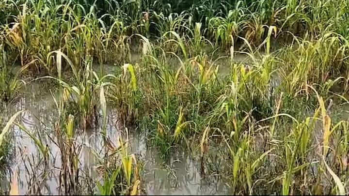 सरकार और बीमा कंपनियों के नियमों के मुताबिक अगर फसल का नुकसान 33 प्रतिशत या उससे ज्यादा आंका जाता है. तभी किसान मुआवजे का असली हकदार माना जाता है. नुकसान का प्रतिशत जितना ज्यादा होगा मिलने वाली भरपाई की राशि भी उसी हिसाब से ज्यादा तय होगी. सर्वे टीम की फाइनल रिपोर्ट पोर्टल पर चढ़ते ही क्लेम पास होने की प्रक्रिया तेज हो जाती है.