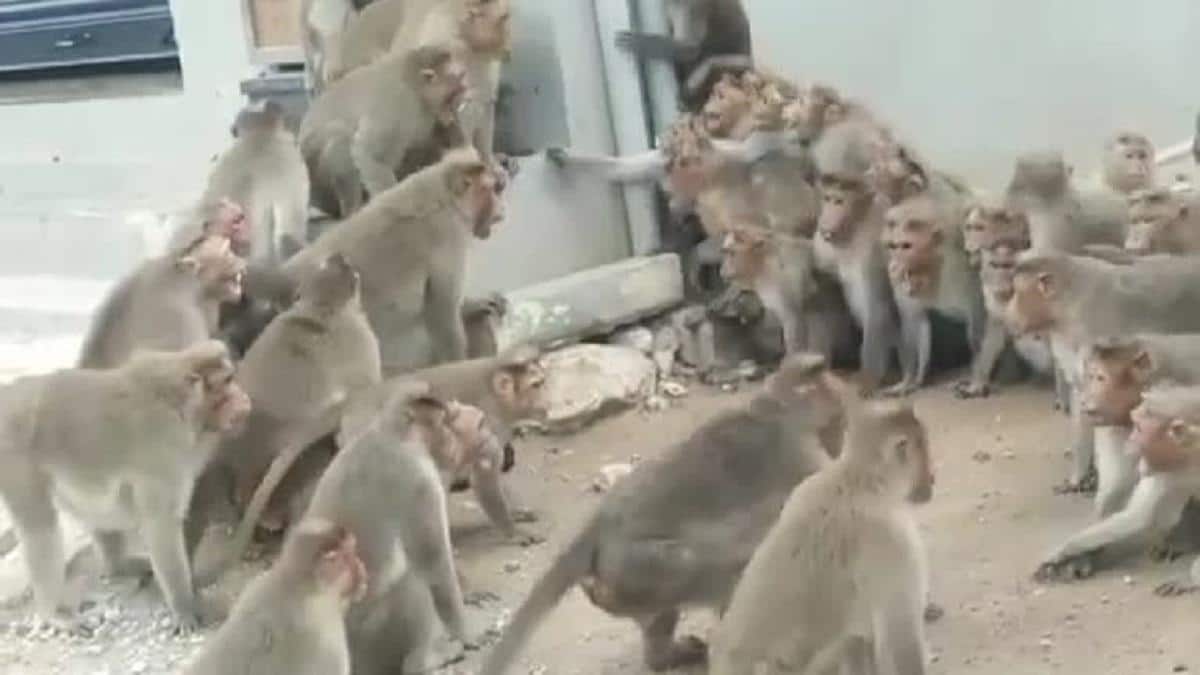 மண்ணச்சநல்லூர் அருகே குரங்குகள் அட்டகாசம்: ஊரை விட்டே வெளியேற கிராம மக்கள் முடிவு