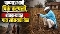 पावसाची दांडी, पाण्याअभावी पिकं लागली करपू, बनगरवाडीतील शेतकऱ्यांवर गाव सोडण्याची वेळ, ग्रामविकासमंत्र्यांच्या मतदारसंघात भीषण वास्तव  