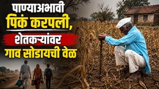 पावसाची दांडी, पाण्याअभावी पिकं लागली करपू, बनगरवाडीतील शेतकऱ्यांवर गाव सोडण्याची वेळ, ग्रामविकासमंत्र्यांच्या मतदारसंघात भीषण वास्तव  