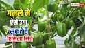घर पर भी उगा सकते हैं शिमला मिर्च में, जानें तरीका