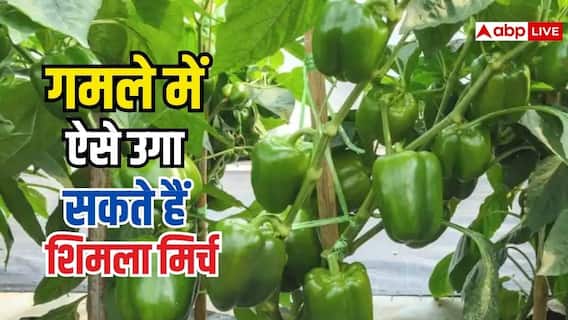 घर पर भी उगा सकते हैं शिमला मिर्च में, जानें तरीका घर पर भी उगा सकते हैं शिमला मिर्च में, जानें तरीका