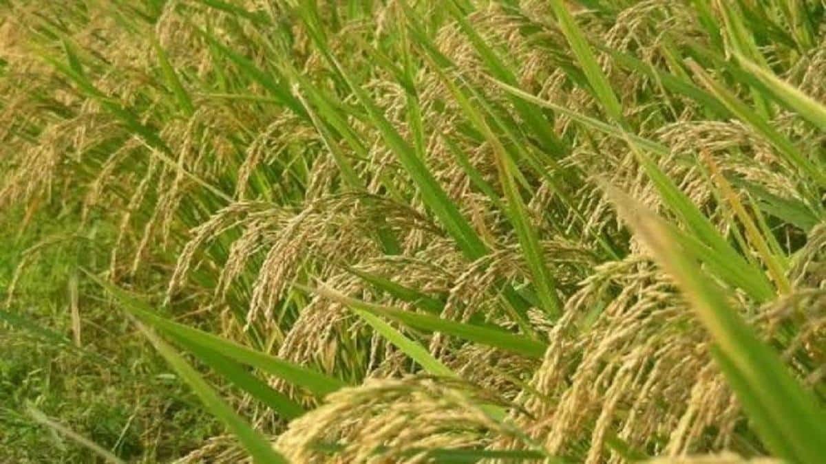 அரசாணை வந்தே 2 மாதமாச்சு... இன்னும் வழங்கப்படாத குறுவை தொகுப்பு நிதி: விவசாயிகள் வேதனை