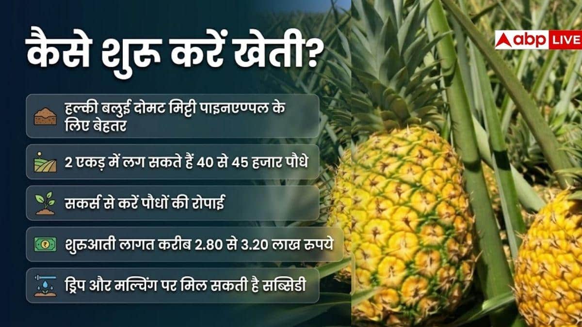 दो एकड़ में पाइनएप्पल से कितनी कमाई होगी, जानें गणित