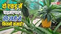 दो एकड़ में पाइनएप्पल से कितनी कमाई होगी, जानें गणित