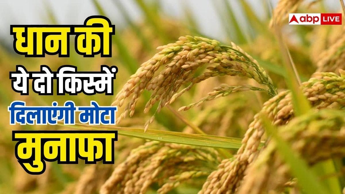 किसान उगाएं लाइचा-महाराजी जैसी धान की किस्में, मेडिकल सेक्टर में भारी है डिमांड