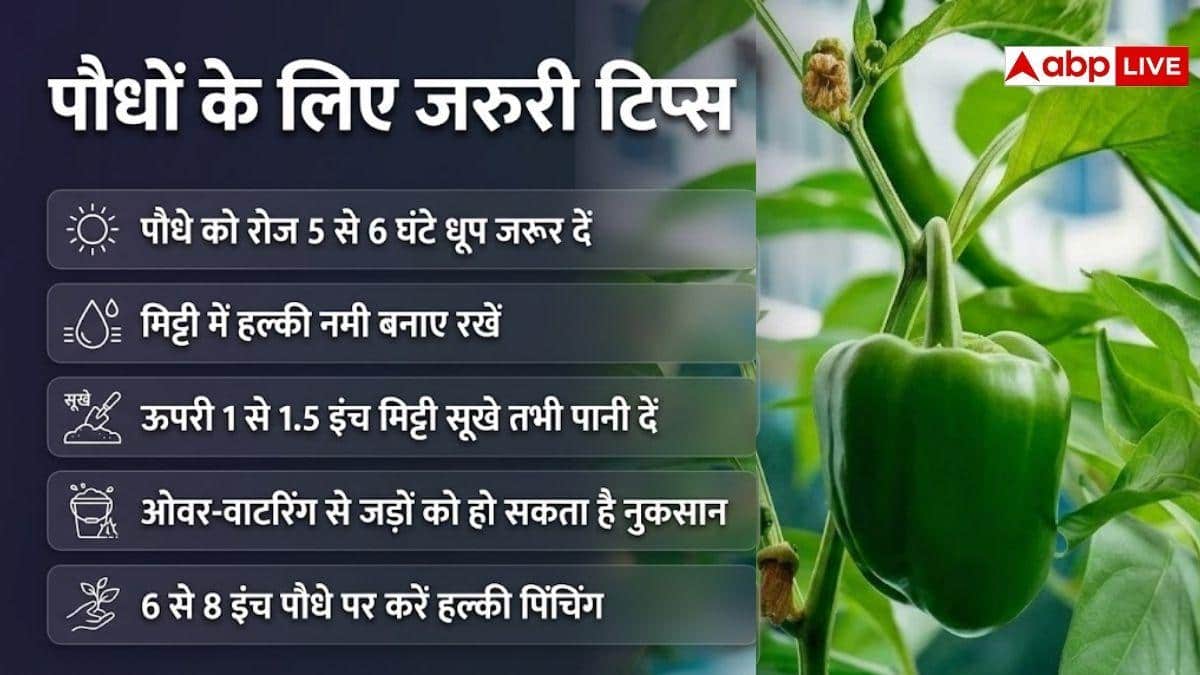 घर पर भी उगा सकते हैं शिमला मिर्च में, जानें तरीका