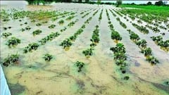 बाढ़ के पानी में डूब गई फसल, जानें कैसे ले सकते हैं मुआवजा?