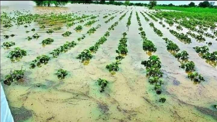 प्राकृतिक आपदा से हुए नुकसान की भरपाई के लिए प्रधानमंत्री फसल बीमा योजना और राज्य सरकार की आपदा राहत योजनाएं बेहद मददगार साबित होती हैं. अगर आपकी फसल बाढ़ के पानी में डूबकर सड़ गई है, तो आपको बिल्कुल भी मायूस होने की जरूरत नहीं है. बस आपको सही समय पर सरकारी नियमों का पालन करते हुए मुआवजे के लिए क्लेम करना होगा.