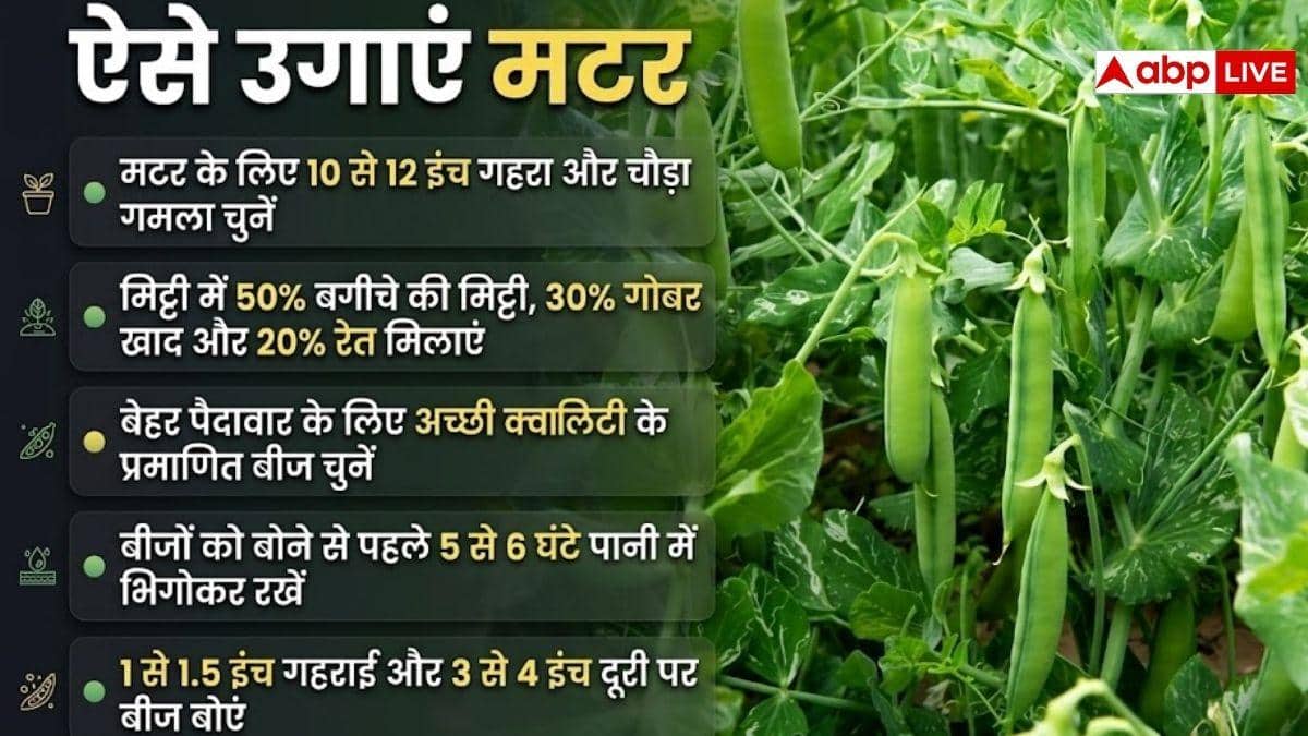 घर के गमले में उगाएं मटर, ऐसे करें शुरुआत