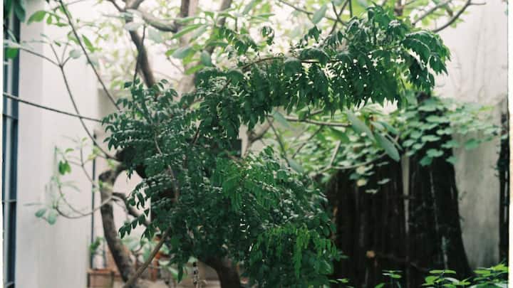 पानी देने के मामले में लोग अक्सर एक बड़ी गलती करते हैं, वे रोजाना बिना सोचे-समझे पौधे में पानी डाल देते हैं. जबकि करी पत्ते के पौधे को ज्यादा पानी की जरूरत नहीं होती. मिट्टी को हाथ से छूकर देखें, अगर ऊपर की मिट्टी सूखी लगे तभी पानी डालें. ज्यादा पानी देने से जड़ें सड़ने लगती हैं, जिससे पूरा पौधा खराब हो सकता है. वहीं बहुत कम पानी देने से भी पत्ते मुरझाने लगते हैं. 
