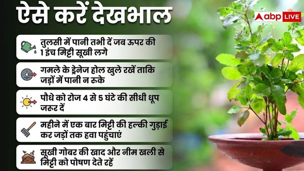 तुलसी के पौधे को रखना है हरा-भरा, डालें ये चीज