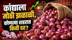 कांद्याला मोठी झळाळी! आठवडाभरात दरात 40 टक्क्यांची वाढ, शेतकऱ्यांना फायदा होणार का? तुमच्या शहरात काय दर?