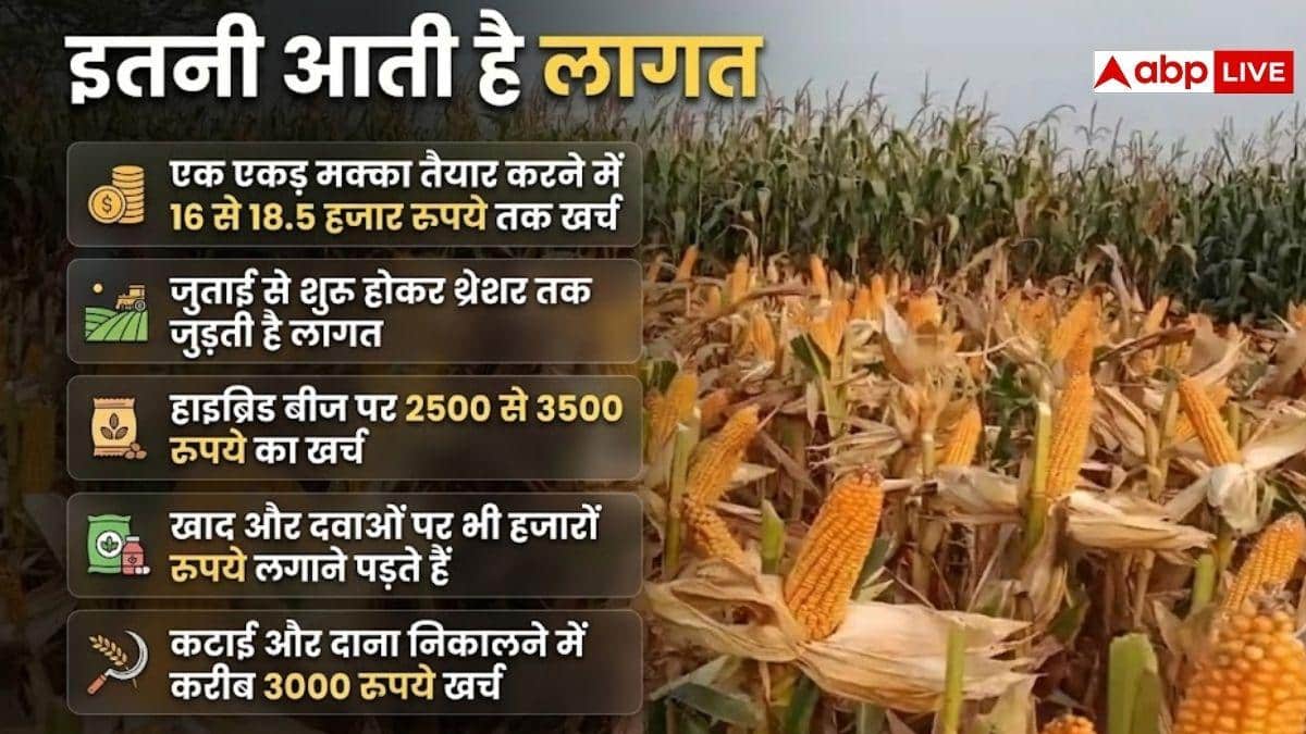एक एकड़ मक्का देगा कितना मुनाफा? जानें पूरा हिसाब