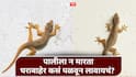 Home Remedies For Lizards : घरात पाल येण्याने त्रस्त आहात? न मारता पळवून लावण्याचे सोपे उपाय