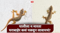 घरात पाल येण्याने त्रस्त आहात? न मारता पळवून लावण्याचे सोपे उपाय