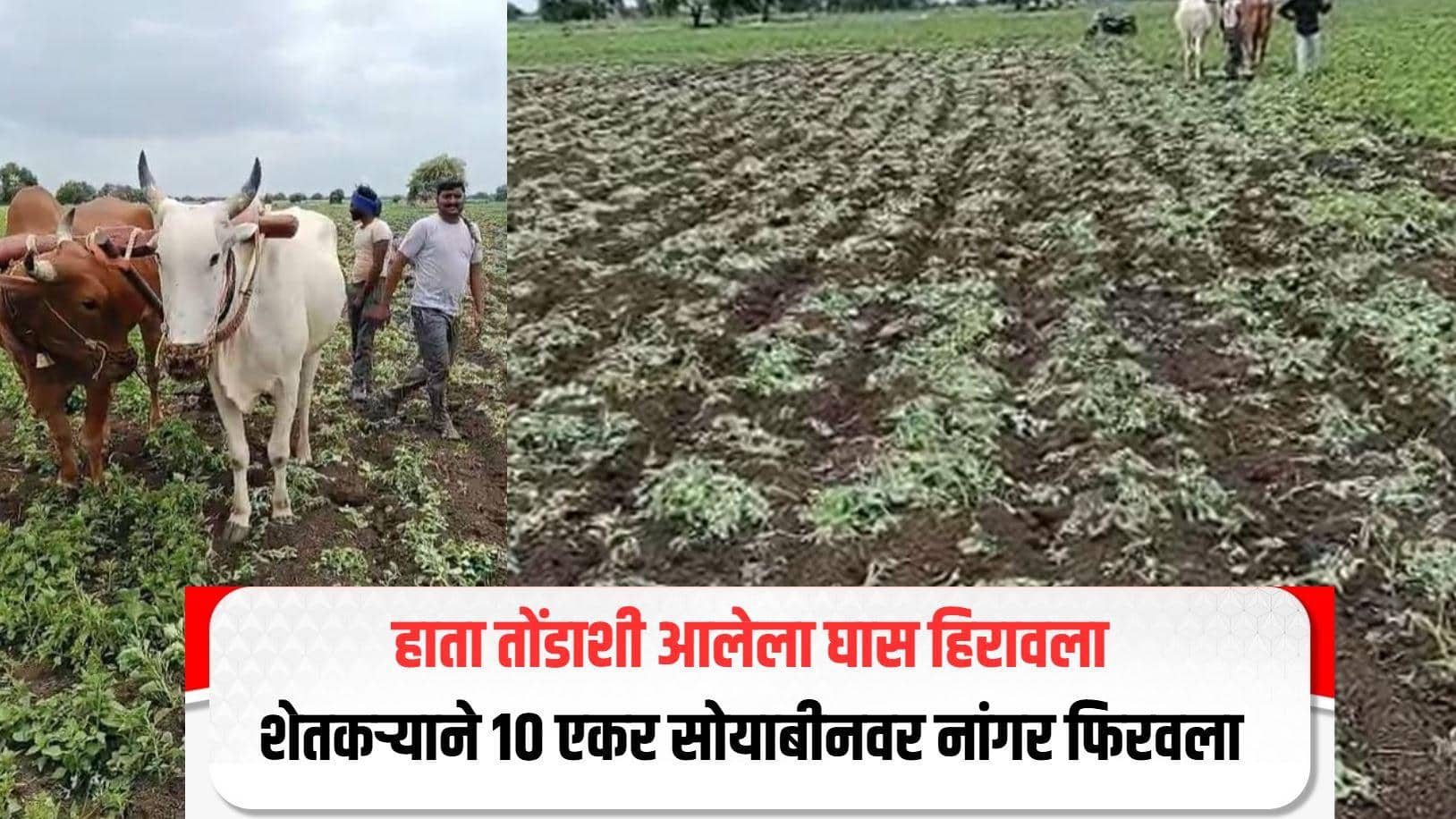 पावसानं मारली दडी! हातातोंडाशी आलेला घास गेला वाया, शेतकऱ्यानं 10 एकर सोयाबीनवर फिरवला नांगर 