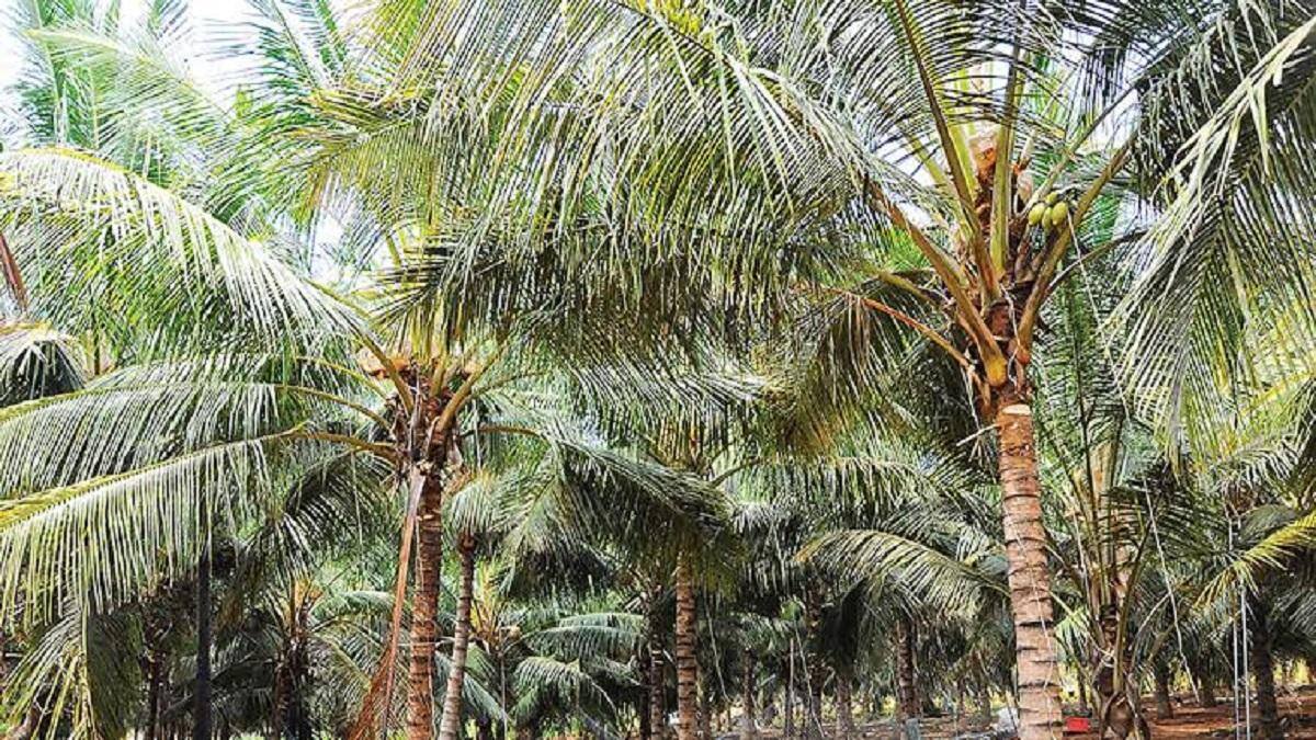 பட்டுக்கோட்டை அருகே வேப்பங்குளத்தில் செப்.1-ல் உலக தென்னை தின விழா!