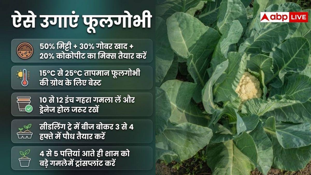 अपने किचन गार्डन में कैसे उगाएं फूलगोभी? हाथ लग जाएगा सेहत का खजाना