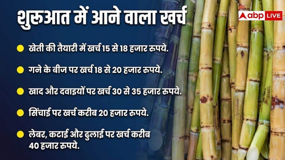 10 बीघा खेत में कितना मुनाफा देगी गन्ने की फसल? जान लें हिसाब-किताब