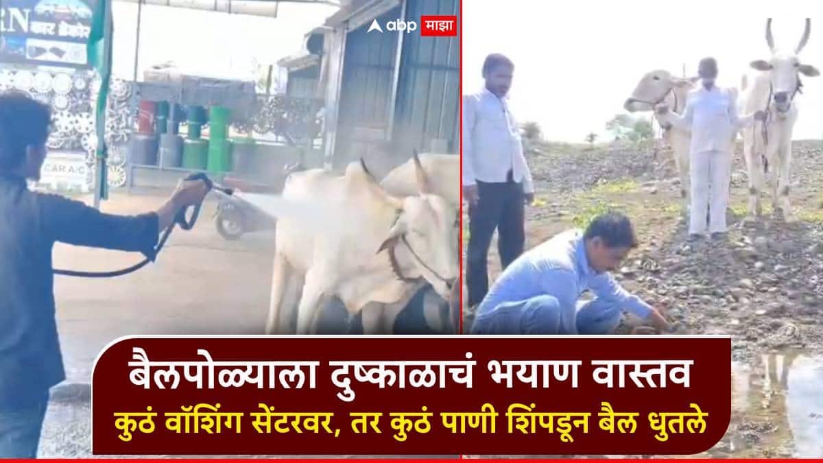 Bailpola: मराठवाड्यात बैलपोळादिनी दुष्काळाचं भयाण वास्तव; कुठं वॉशिंग सेंटरवर, तर कुठं पाणी शिंपडून बैल धुतले