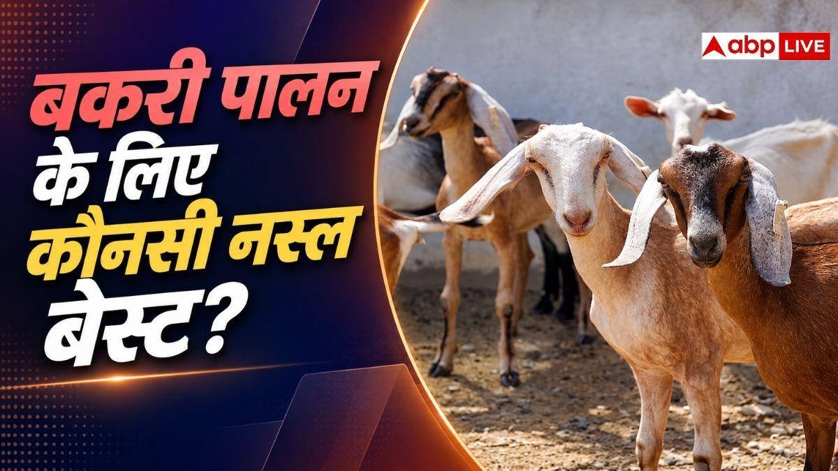 बकरी पालन में कौनसी नस्ल देगी सबसे ज्यादा मुनाफा? जान लें