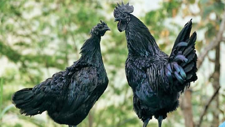 आयाम सेमानी को सबसे अलग बनाता है इसका गहरा काला रंग है. ऊपर से नीचे तक यह मुर्गी इतनी काली होती है कि देखने वाले की आंखें खुली की खुली रह जाएं. इसके पंख, कलगी, चोंच, पैर और नाखून ही नहीं, बल्कि इसकी जीभ, मुंह के अंदर का हिस्सा और यहां तक कि इसकी हड्डियां और मांस भी पूरी तरह काले होते हैं. जेनेटिक्स की दुनिया में इस दुर्लभ बनावट को फाइब्रोमेलानोसिस कहा जाता है.