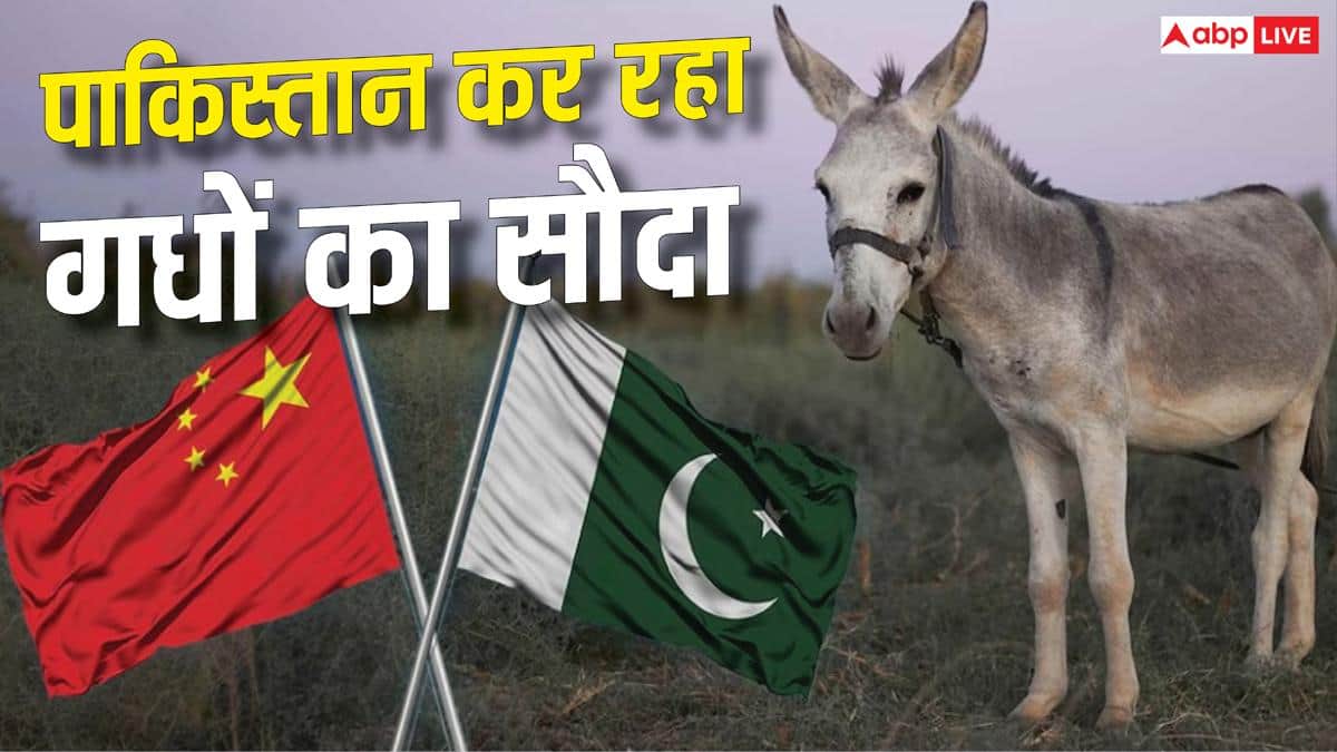 Xप्लेन: दुनियाभर में हर साल मारे जाते हैं लाखों गधे, कैसे ग्लोबल सप्लाई चेन का हब बन रहा पाकिस्तान?