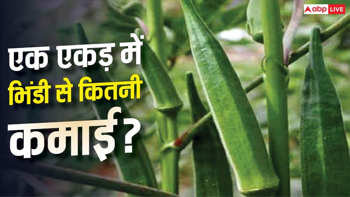 एक एकड़ में भिंडी उगाने पर कितना मुनाफा होगा? जानें डिटेल्स