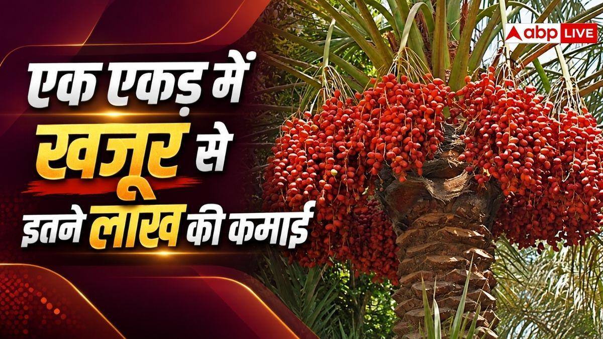 खजूर की खेती से कमाएं लाखों का मुनाफा, बस ध्यान रखें ये बातें