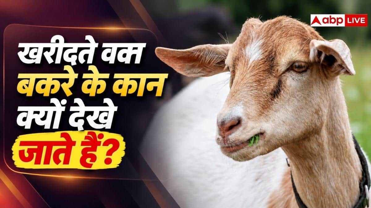 कान देखकर बकरा क्यों खरीदते हैं किसान, इससे क्या पता चलता है?