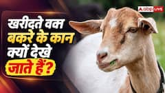 कान देखकर बकरा क्यों खरीदते हैं किसान, इससे क्या पता चलता है?