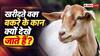 कान देखकर बकरा क्यों खरीदते हैं किसान, इससे क्या पता चलता है?