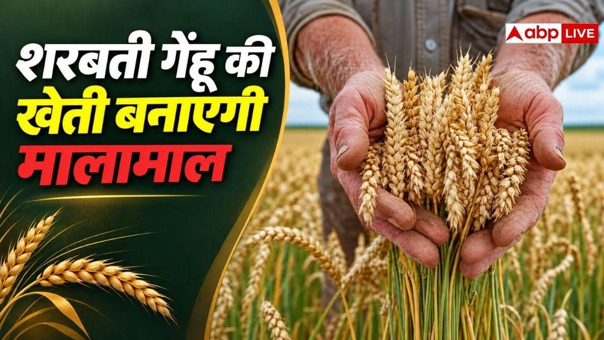 कैसे करें शरबती गेहूं की खेती? एक ही फसल में हो जाएंगे मालामाल