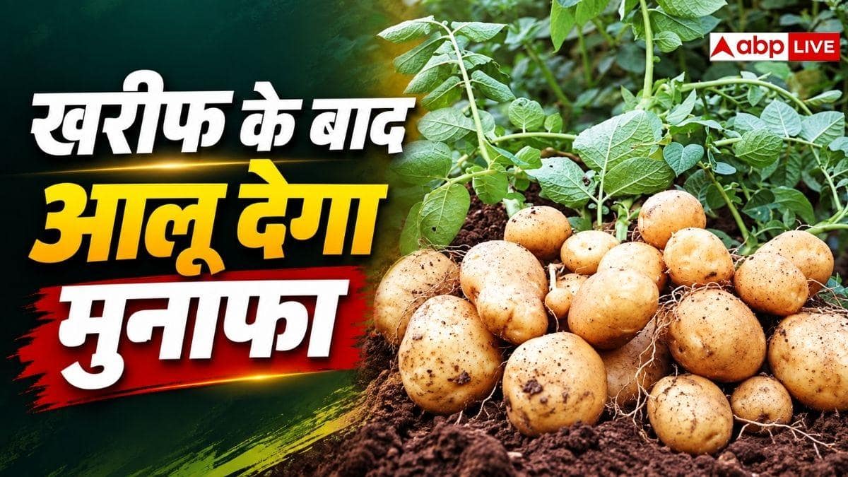 खरीफ सीजन के बाद खेत में बोएं आलू, 80 से 100 दिन में हो जाएगा तैयार